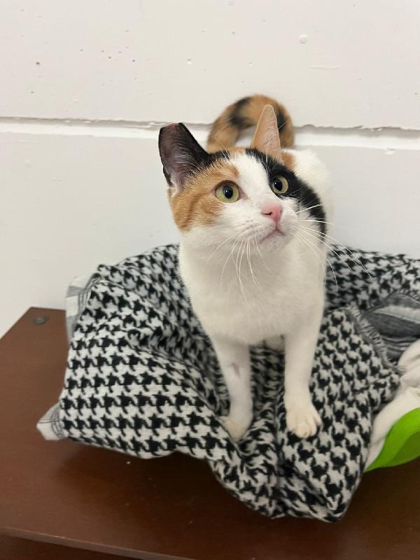 FATINA, tricolore di 6 mesi Foto 4